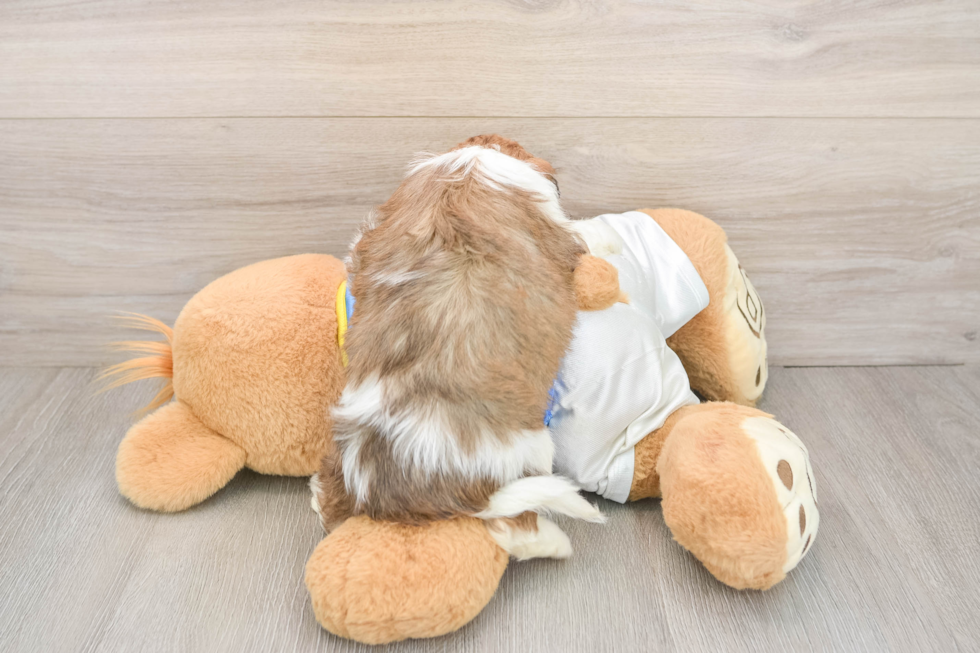 Hypoallergenic Cavalier Bichon Designer Puppy