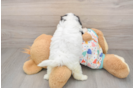 Playful Cavalier Bichon Designer Puppy