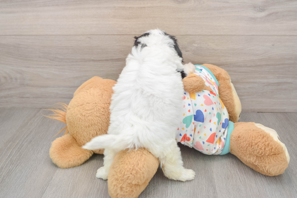 Playful Cavalier Bichon Designer Puppy