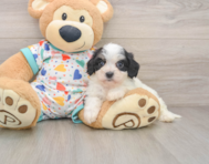 5 week old Cavachon Puppy For Sale - Seaside Pups