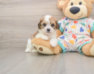 8 week old Cavachon Puppy For Sale - Seaside Pups