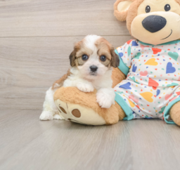 7 week old Cavachon Puppy For Sale - Seaside Pups