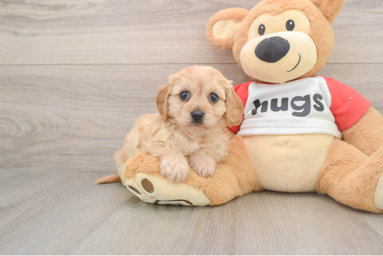 Hypoallergenic Cavalier Bichon Designer Puppy