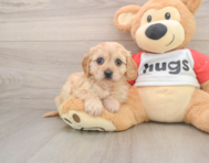 5 week old Cavachon Puppy For Sale - Seaside Pups