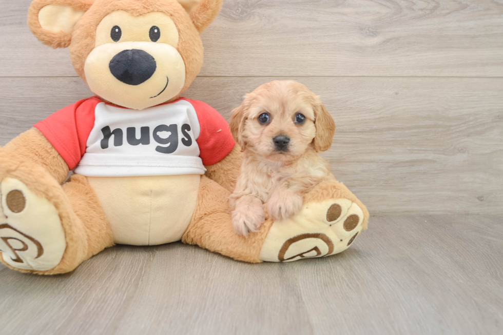 Cavachon Pup Being Cute
