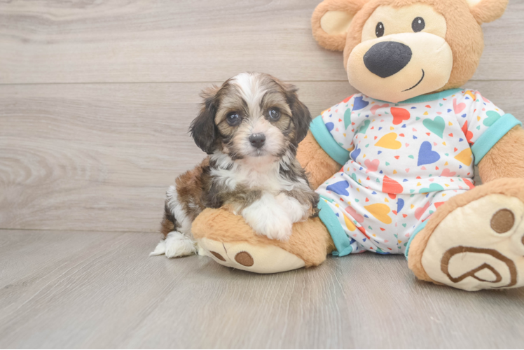 Adorable Cavalier Bichon Designer Puppy