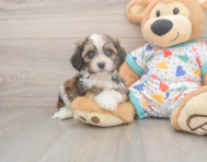 5 week old Cavachon Puppy For Sale - Seaside Pups