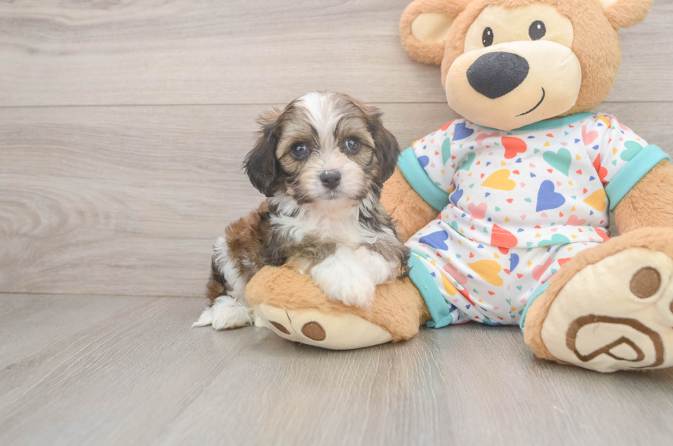 6 week old Cavachon Puppy For Sale - Seaside Pups