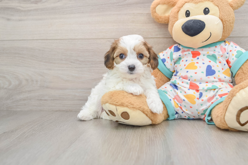 Energetic Cavalier Bichon Designer Puppy