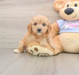5 week old Cavachon Puppy For Sale - Seaside Pups