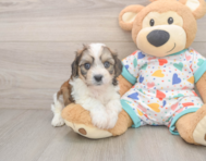 5 week old Cavachon Puppy For Sale - Seaside Pups