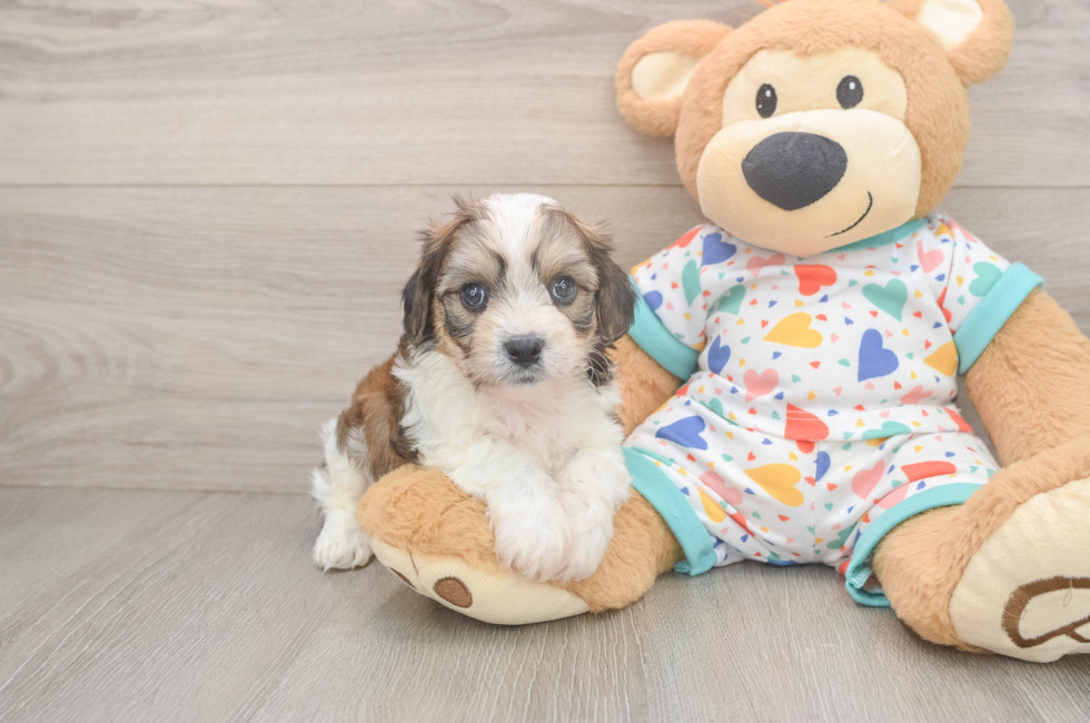 6 week old Cavachon Puppy For Sale - Seaside Pups