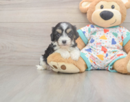 5 week old Cavachon Puppy For Sale - Seaside Pups
