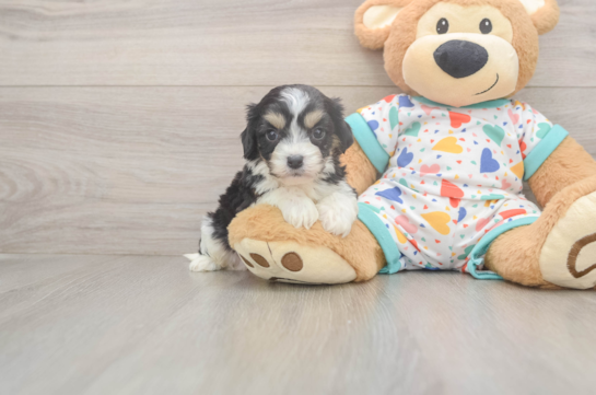 Petite Cavachon Designer Pup