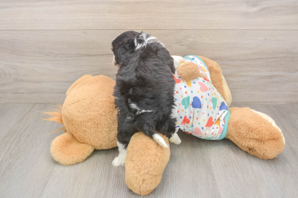 Cavachon Pup Being Cute