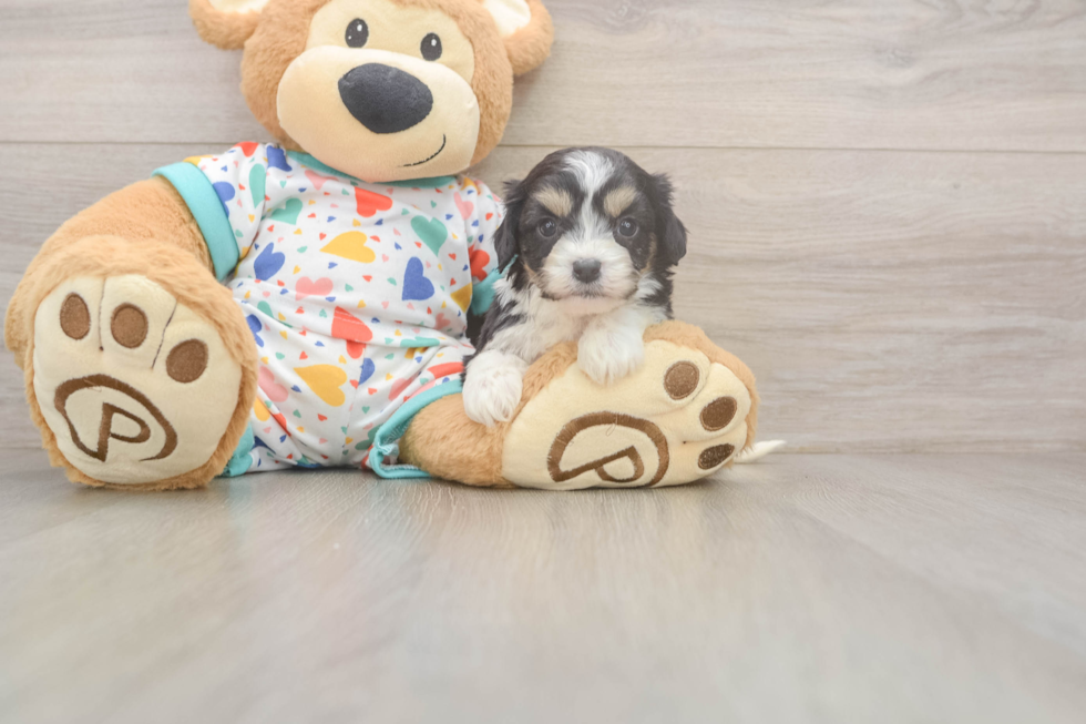 Small Cavachon Baby