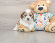 6 week old Cavachon Puppy For Sale - Seaside Pups