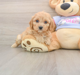 6 week old Cavachon Puppy For Sale - Seaside Pups