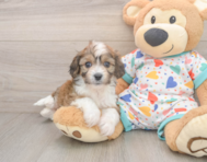 5 week old Cavachon Puppy For Sale - Seaside Pups