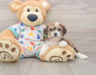 7 week old Cavachon Puppy For Sale - Seaside Pups