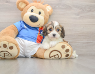 5 week old Cavachon Puppy For Sale - Seaside Pups