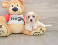 5 week old Cavachon Puppy For Sale - Seaside Pups