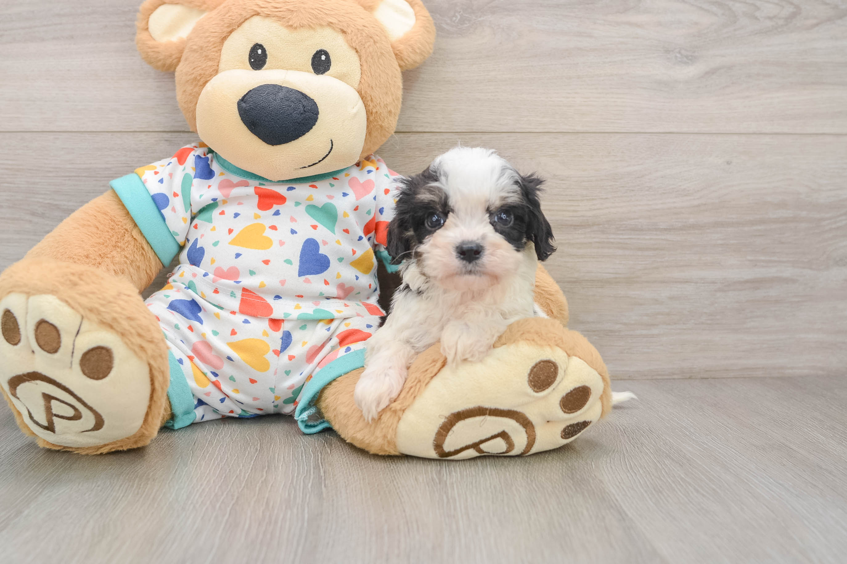 Best Cavachon Baby