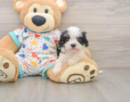 5 week old Cavachon Puppy For Sale - Seaside Pups