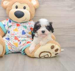 8 week old Cavachon Puppy For Sale - Seaside Pups