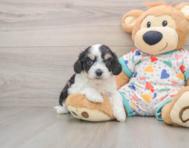 7 week old Cavachon Puppy For Sale - Seaside Pups