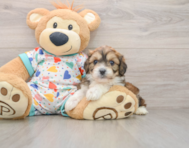 6 week old Cavachon Puppy For Sale - Seaside Pups