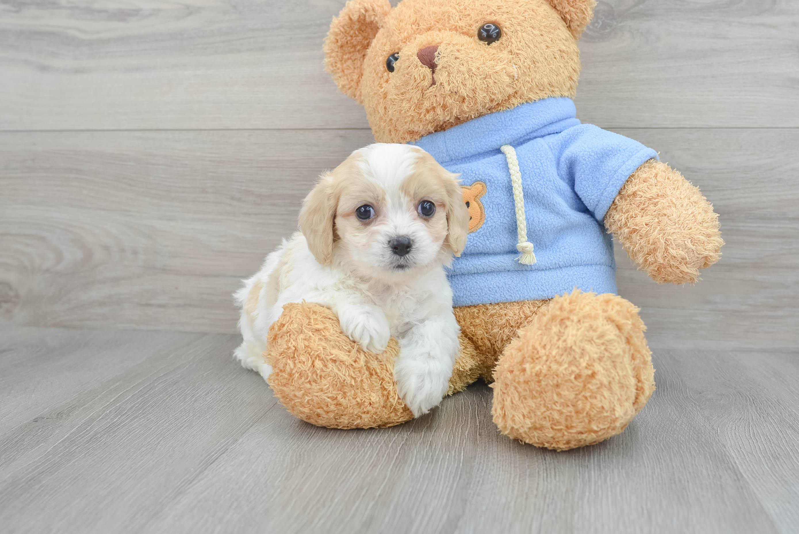 □Children with puppy□高さ１５cm◇ Copen◇ Puppy Love/12-Pc