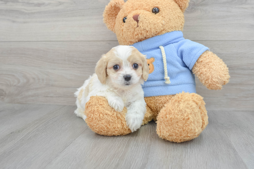 Little Cavalier Designer Puppy