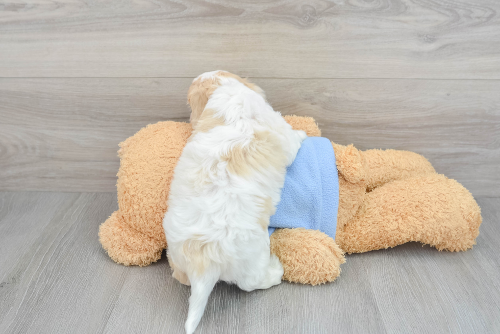 Cute Cavachon Baby