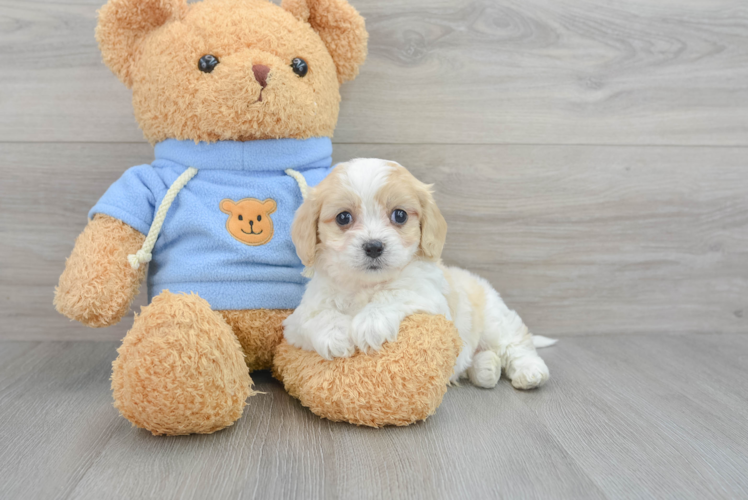 Best Cavachon Baby