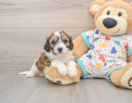 6 week old Cavachon Puppy For Sale - Seaside Pups