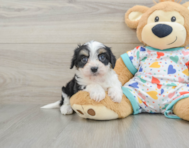 5 week old Cavachon Puppy For Sale - Seaside Pups