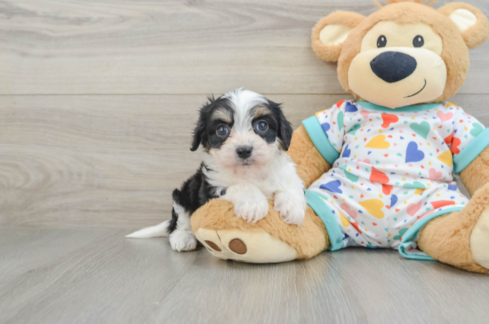 5 week old Cavachon Puppy For Sale - Seaside Pups