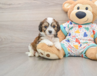 7 week old Cavachon Puppy For Sale - Seaside Pups