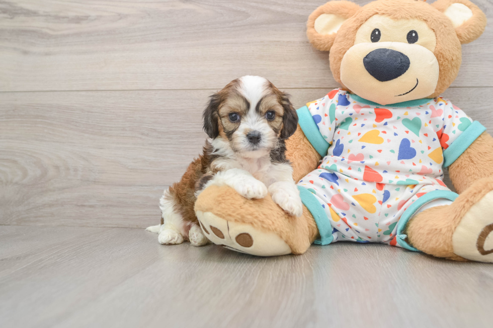 Cavachon Puppy for Adoption