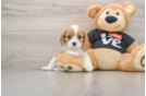 Petite Cavalier Purebred Puppy
