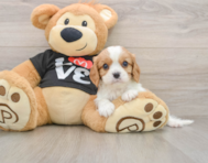 6 week old Cavalier King Charles Spaniel Puppy For Sale - Seaside Pups