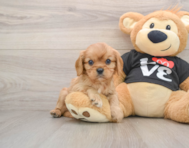 6 week old Cavalier King Charles Spaniel Puppy For Sale - Seaside Pups