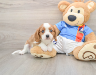 7 week old Cavalier King Charles Spaniel Puppy For Sale - Seaside Pups