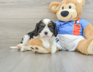 6 week old Cavalier King Charles Spaniel Puppy For Sale - Seaside Pups