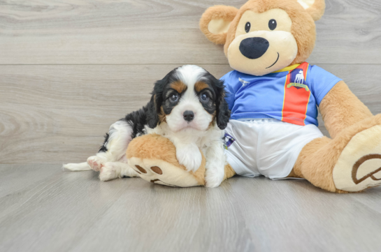 Cavalier King Charles Spaniel Pup Being Cute