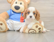 5 week old Cavalier King Charles Spaniel Puppy For Sale - Seaside Pups