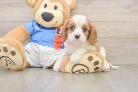 Cavalier King Charles Spaniel Puppy for Adoption