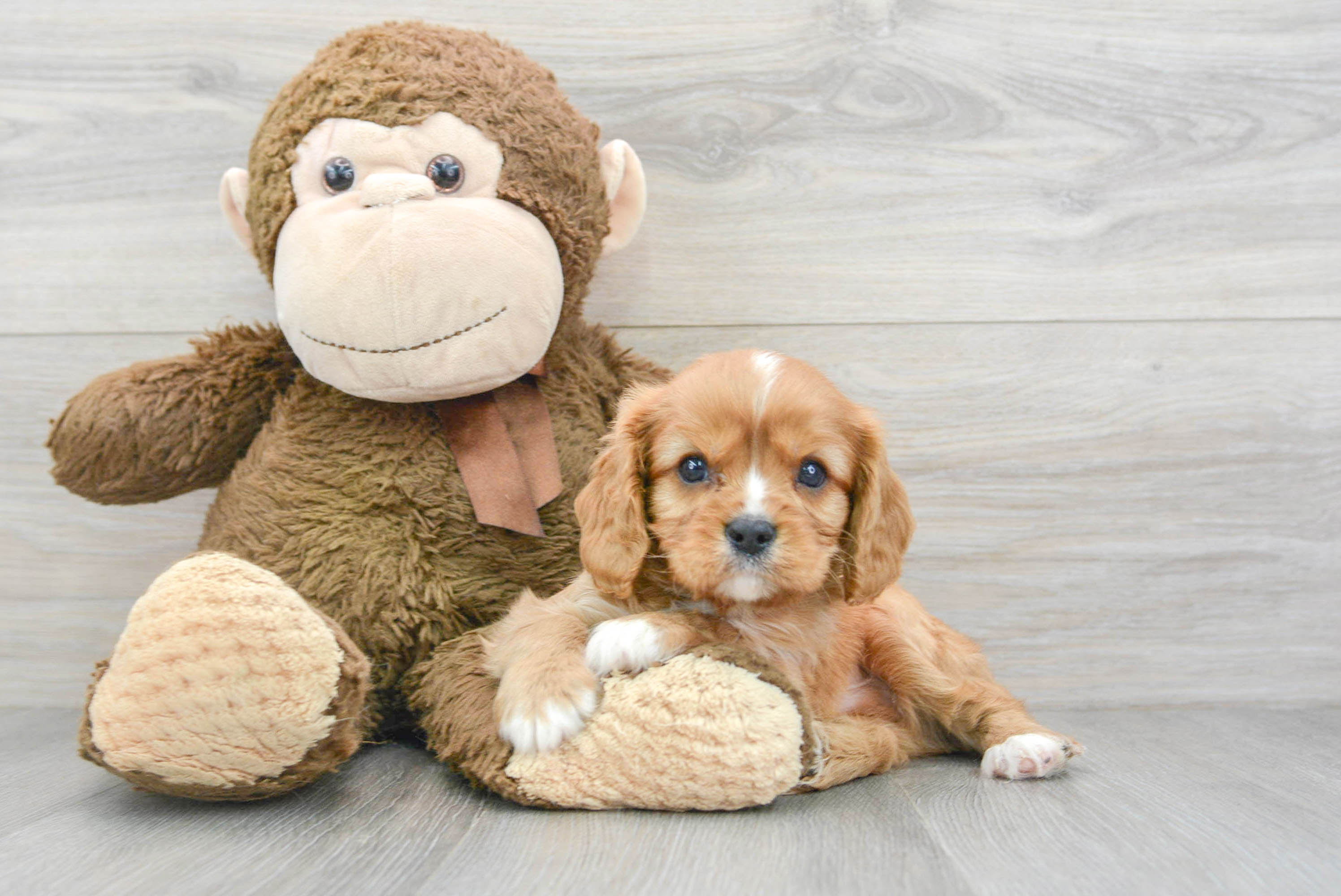 Ruby cavalier king clearance charles spaniel stuffed animal