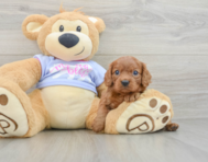 5 week old Cavalier King Charles Spaniel Puppy For Sale - Seaside Pups